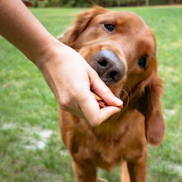 Vivus Pets Vegan Dog Treats Smokey Maple Bacun Bites