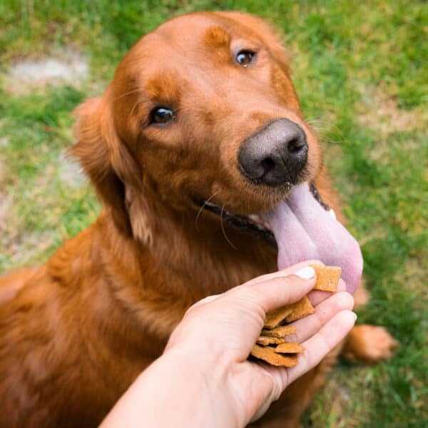 Vivus Pets Vegan Dog Treats Juicy Oven Baked Chick'n Bites